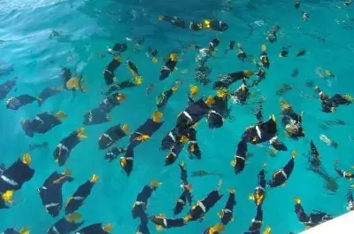 Snorkeling au parc marin national Los Arcos, Puerto Vallarta