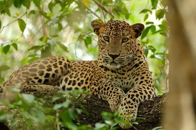 Safari privado no parque nacional de Yala: Aviste leopardos de jeep