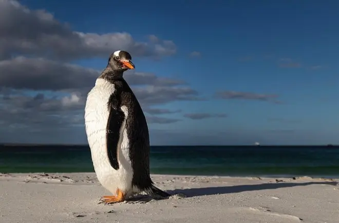 Private Falkland Islands Tour: Penguins, Lighthouse & Stanley