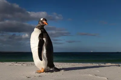 Îles Malouines privées : Manchots, phare et Stanley