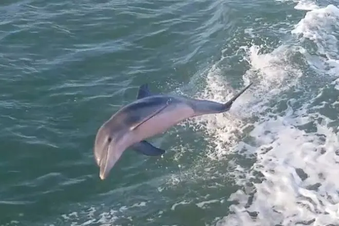 Avvistamento delfini a South Padre Island e Laguna Madre, 1 ora