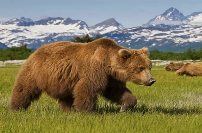 Hoonah bear tour small group: Highest bear concentration