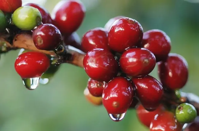 Monteverde Nebelwald: Kaffee, Schokolade & Zuckerrohr Tour