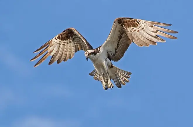 Barbados Bird Watching Tour: Wetlands & Shorebird Reserves
