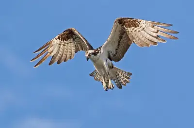 Bird watching a Barbados: Zone umide e riserve di uccelli costieri