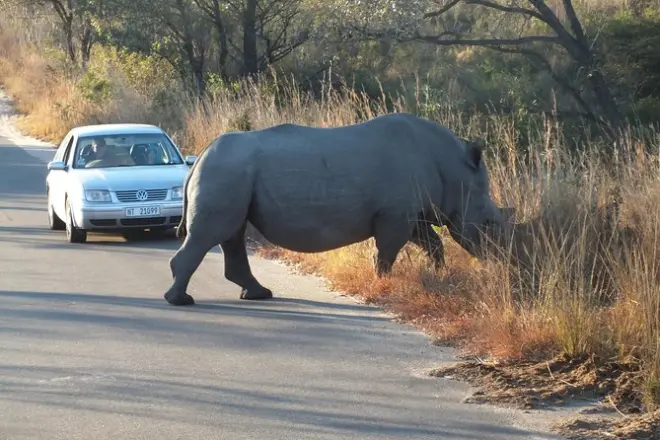 Kruger-Park Safari: Geführte Tagestour ab Nelspruit