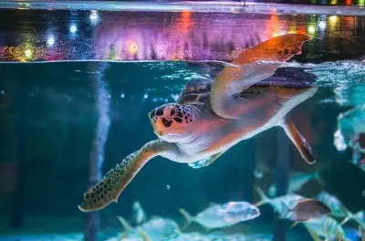 Tauchen in Bangkok: SEA LIFE & Madame Tussauds Kombiticket
