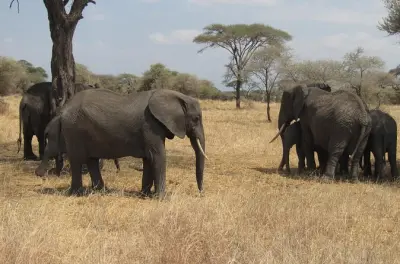 Tarangire National Park Day Tour: Wildlife with Guide