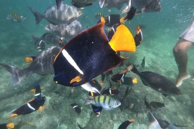 Découvrez banderas bay avec une journée entre randonnée en jungle, baignade sous cascades, snorkeling à los arcos et saveurs locales. boissons et guide inclus.