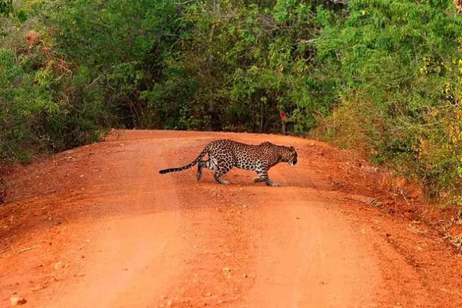 Yala Safari Day Trip from Bentota: Leopards & Elephants