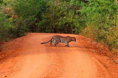 Yala Safari Day Trip from Bentota: Leopards & Elephants
