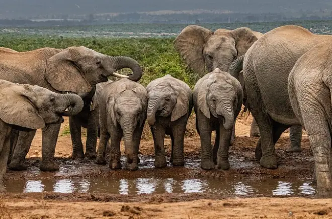 Safari en Addo Elephant desde Port Elizabeth con guía