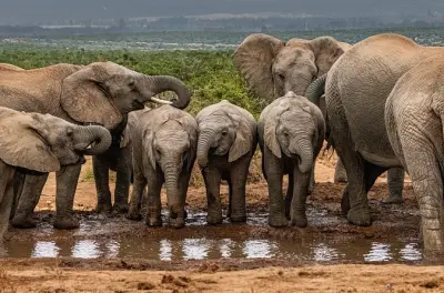 Safari en Addo Elephant desde Port Elizabeth con guía