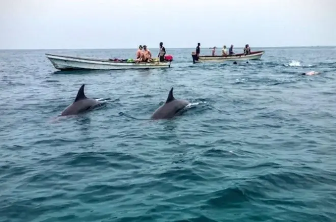 Snorkeling at Mnemba Island with Dolphin Watching