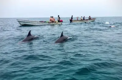 Plongée avec tuba à Mnemba Island et observation des dauphins