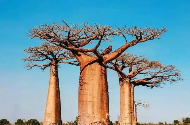 Parc Tsingy de Bemaraha et avenue des baobabs depuis Morondava