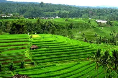 Tabanan Tour: Temples, Rice Terraces & Hot Springs