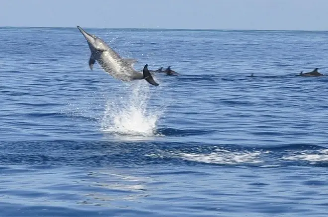 Whale and Dolphin Watching Private Boat Tour: Mauritius