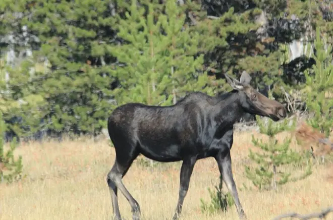 Grand Teton e Yellowstone 2 giorni: Fauna selvatica e geyser