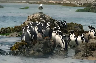 Chiloé Private Day Tour: Ancud, Caulin & Penguin Colony