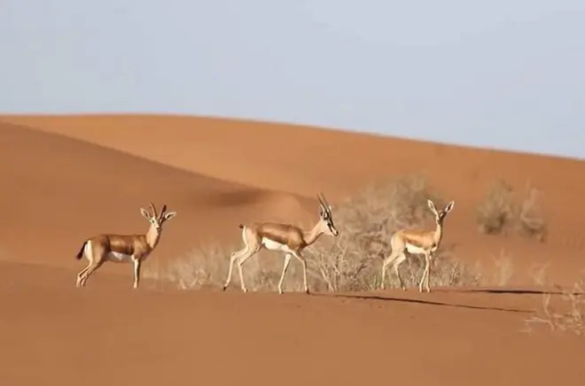 Jeep safari ad Agadir: Parco nazionale Souss Massa e Mini Sahara