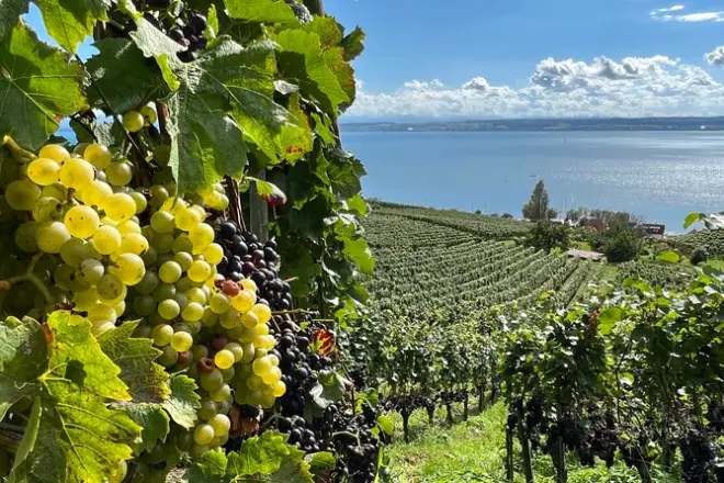 Lake Constance wine tasting: 3 wineries, small group