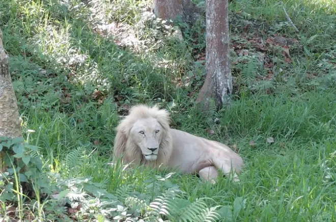 Tour en Cebu Safari and Adventure Park: Sabana africana y tigres