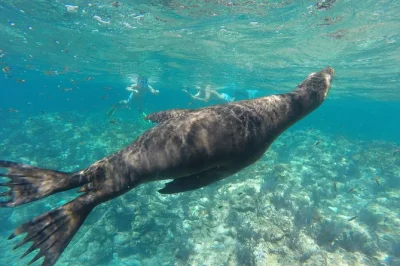 Nade com leões marinhos na ilha espiritu santo, faça snorkel em águas cristalinas e aproveite ceviche fresco numa praia tranquila—inclui equipamento, almoço e guia local.