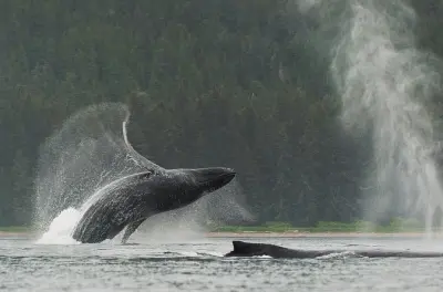 Kayak à Juneau dans la zone d’alimentation des baleines à bosse