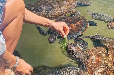 Zanzibar snorkeling : Île Mnemba, village Nungwi, tortues marines