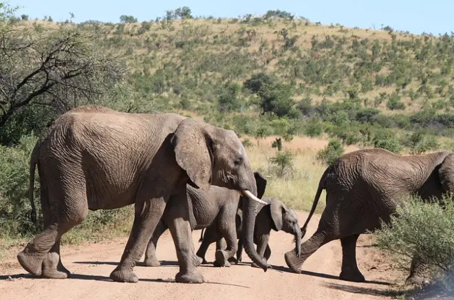 Pilanesberg Safari ab Johannesburg: 5-stündige Big Five Pirschfahrt