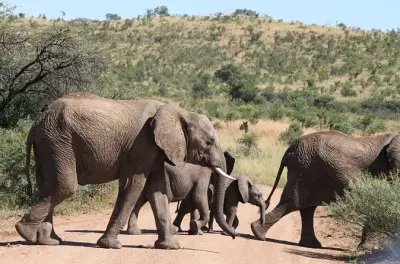 Pilanesberg Safari ab Johannesburg: 5-stündige Big Five Pirschfahrt