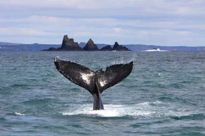 Fastnet Rock Lighthouse & Cape Clear Island tour from Baltimore