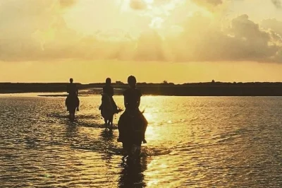 Feel the quiet side of djerba on a 2.5-hour horseback or camel ride through berber villages and prickly pear trails, with a lagoon stop and helmet included.