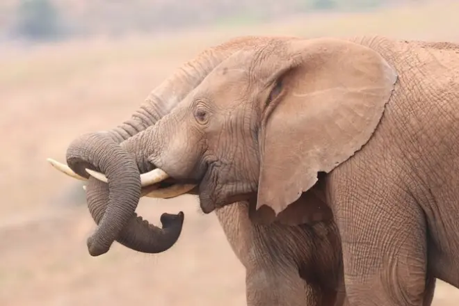 Medio día en parque Addo Elephant desde Port Elizabeth