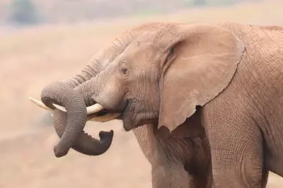 Medio día en parque Addo Elephant desde Port Elizabeth