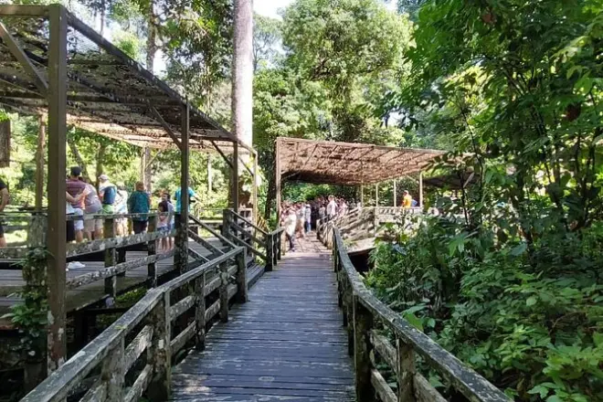 Vida selvagem em Sandakan com orangotangos, ursos e macacos narigudos
