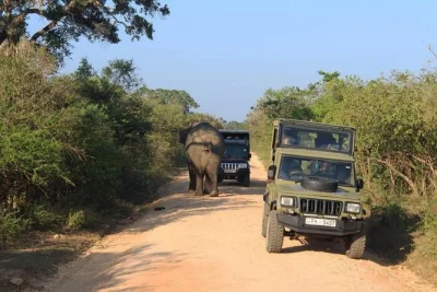Spot elephants, leopards, and rare birds on a private udawalawe safari from galle. includes hotel pickup, entrance tickets, and a local wildlife guide. book now.