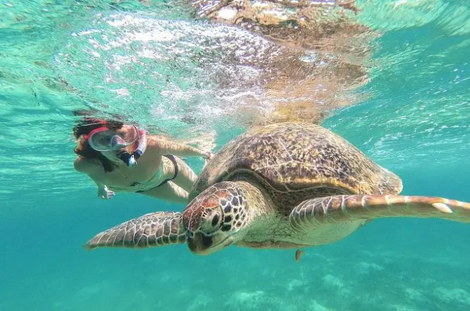 Akumal Schnorcheln: Mit Schildkröten im Korallenschutzgebiet