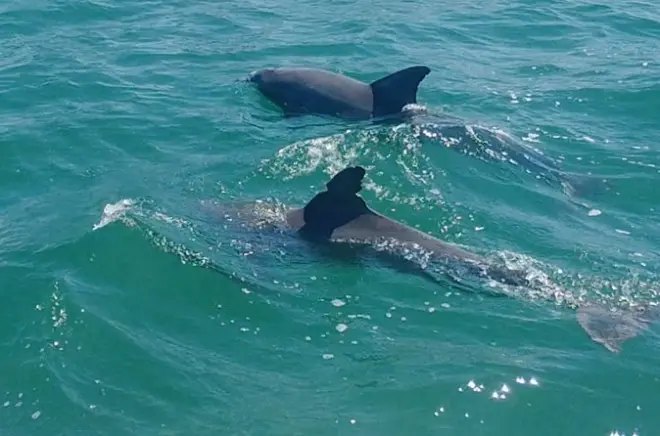 Private Clearwater Beach Dolphin Boat Tour: 3 Hours, 6 Guests