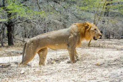 Safari privato da Zanzibar al parco Nyerere con voli inclusi