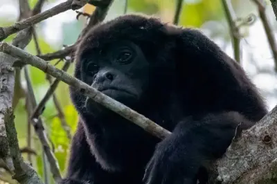 Churute Howler Monkeys & Chocolate Tour from Guayaquil