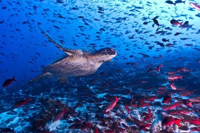 Snorkel en el arrecife Cahuita y caminata en la selva, grupo pequeño