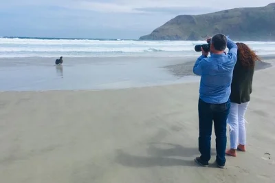 Step off your ship in dunedin for a small-group tour of the otago peninsula, see sea lions on wild beaches, stroll baldwin street, and enjoy local stories with pickup included.