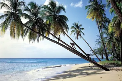 De Bridgetown à Bathsheba, découvrez la côte de Barbados