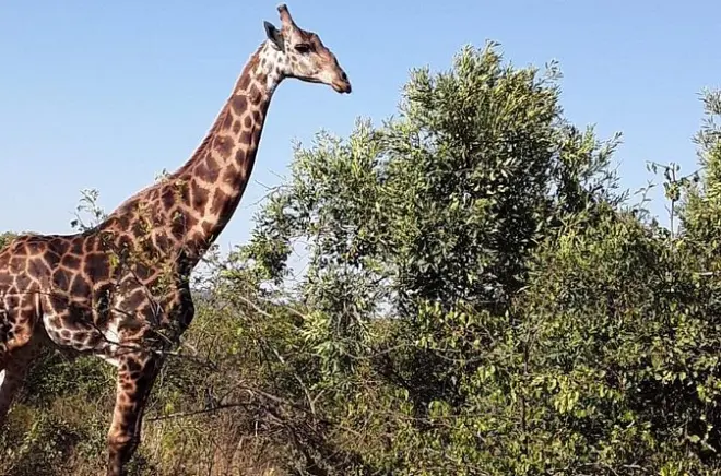 Tala Game Reserve tour from Durban: Three reserves in one day