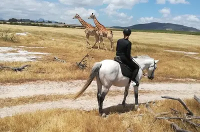 Stellenbosch Horseback Riding Wildlife Safari on Boerperd