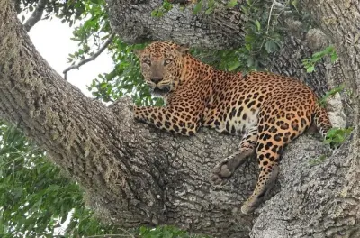 Yala Leopardensafari ab Tissamaharama: Jeep-Tour in kleiner Gruppe