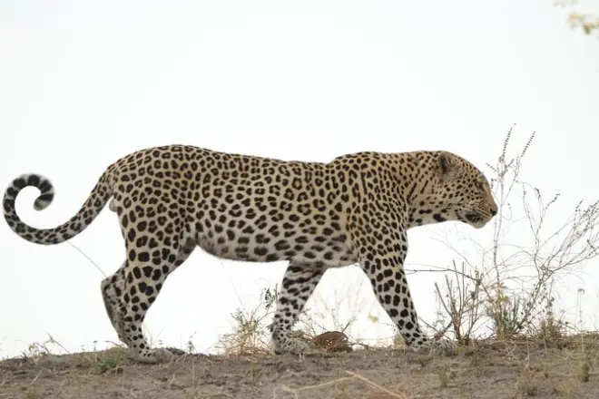 8-tägige Okavango-Delta Safari ab Maun: Moremi und Khwai