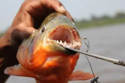 Kukama-Indianer, Schmetterlingsgarten & Piranha-Angeln bei Iquitos